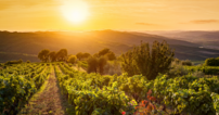 vinhedo-em-chianti-toscanalucca-pro.png Vinhedo em Chianti na Toscana