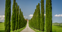 val-d-orcia-toscanalucca-pro-02.png Estrada com pinheiros no Val D Orcia.